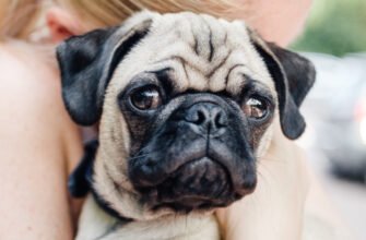 Хвороби мопсів: 9 основних проблем зі здоров'ям