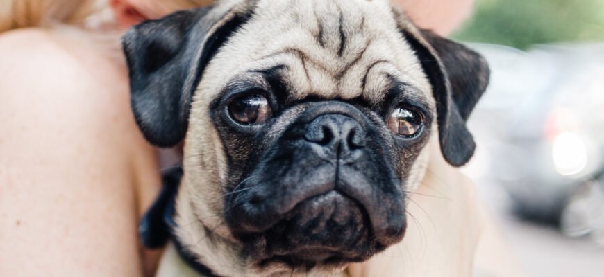 Хвороби мопсів: 9 основних проблем зі здоров'ям