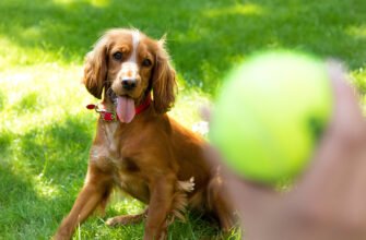 Підлітковий вік цуценяти