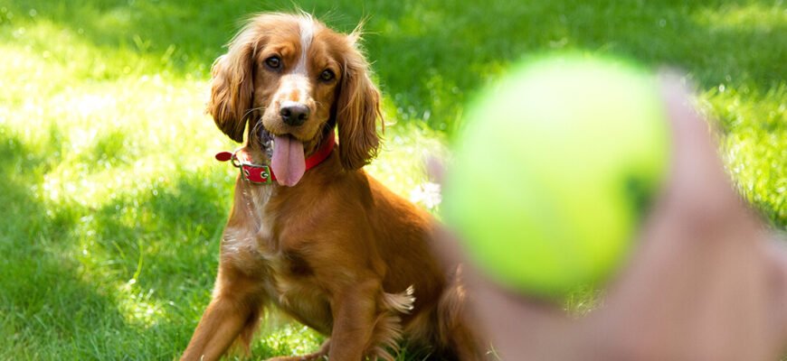 Підлітковий вік цуценяти