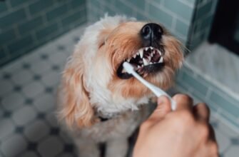 Догляд за зубами цуценяти