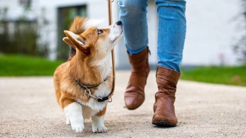 Вельш-коргі на повідку