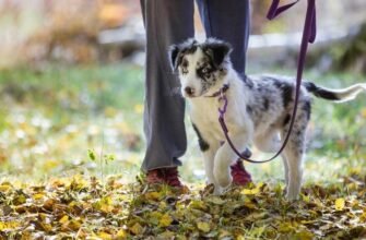 Перша прогулянка з цуценям
