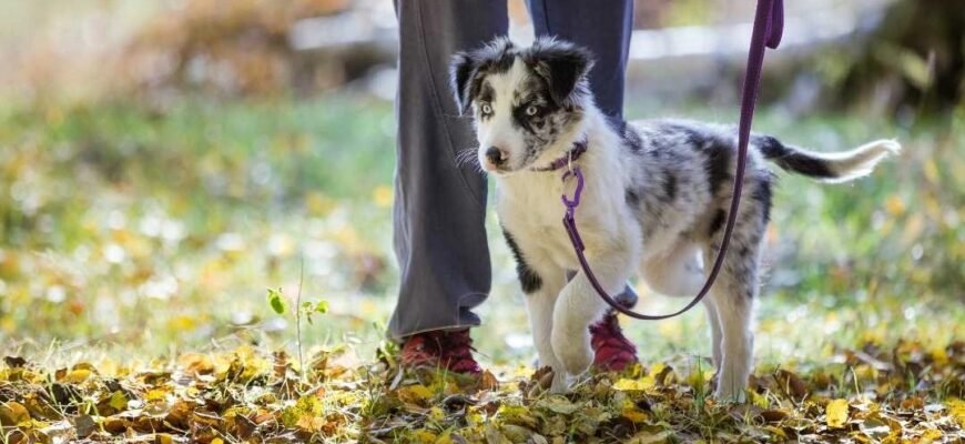 Перша прогулянка з цуценям