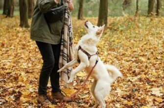 Як відучити цуценя стрибати на господаря?