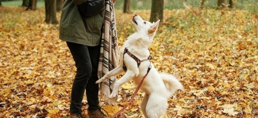 Як відучити цуценя стрибати на господаря?
