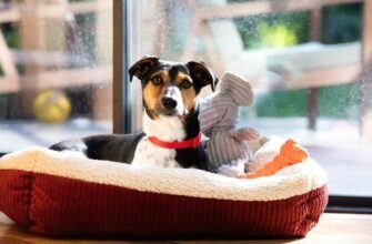 Привчання цуценят до сну