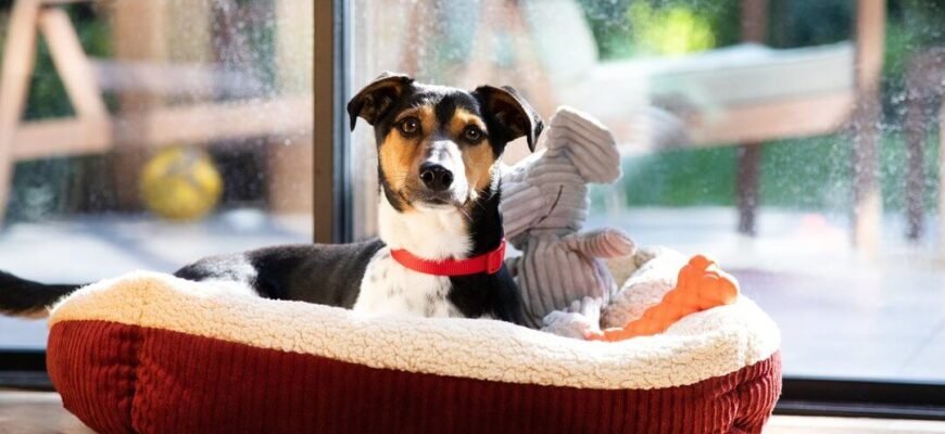 Привчання цуценят до сну