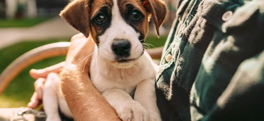 Коли цуценя може виходити на вулицю?