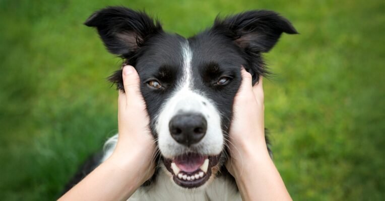 Найкращий корм для собаки: вибір ветеринарів Purina ® Найкращий корм для собаки: вибір ветеринарів Purina ®