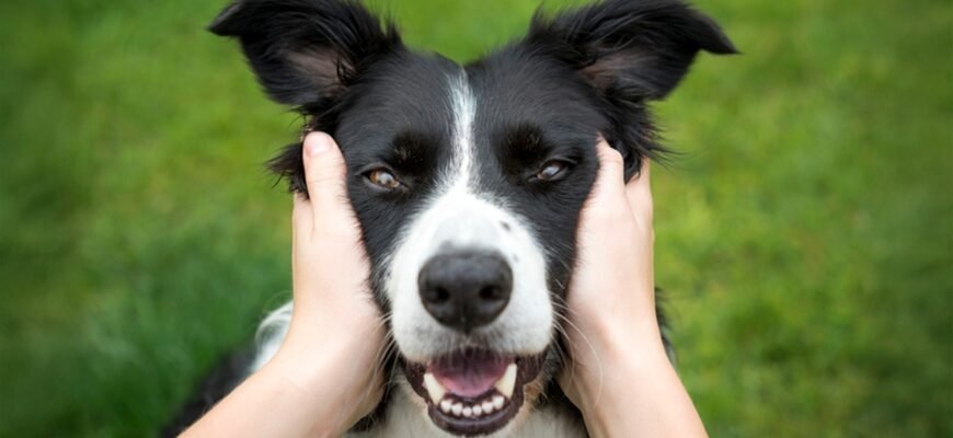 Найкращий корм для собаки: вибір ветеринарів Purina ®