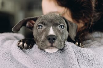 Як вибрати корм для собаки з чутливим травленням?