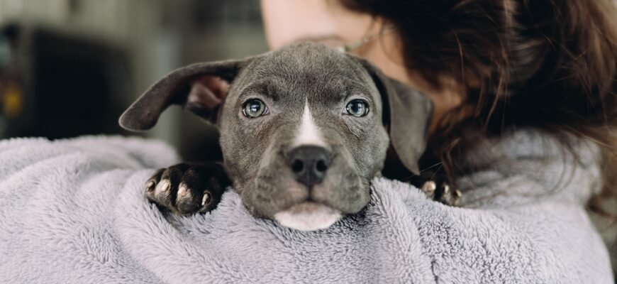 Як вибрати корм для собаки з чутливим травленням?