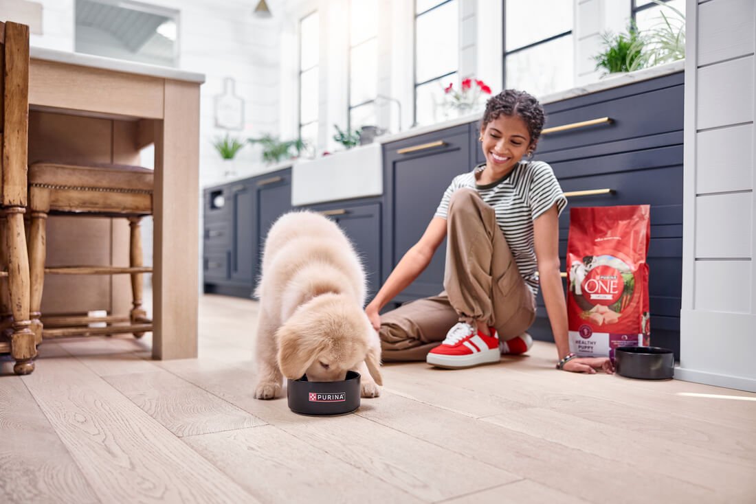 Пес їсть корм