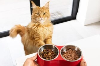 Здорова вага та стан тіла кота