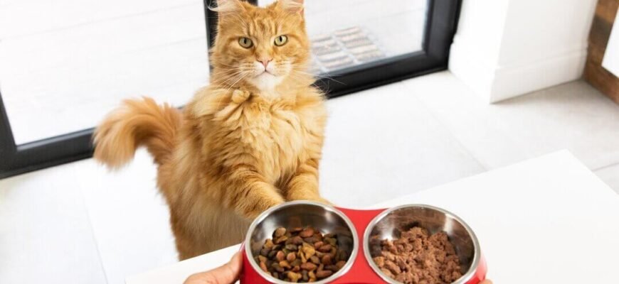 Здорова вага та стан тіла кота