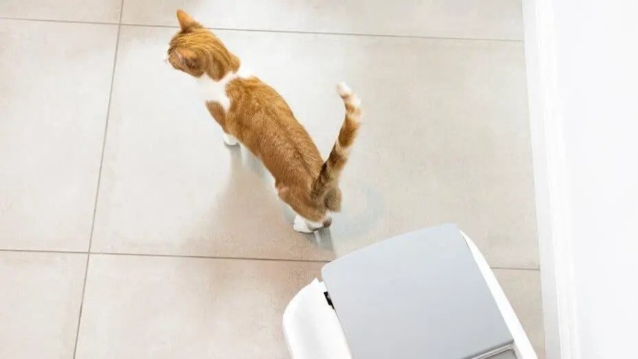 Рудий кіт біля лотка