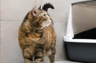 Чим вивести запах котячої сечі