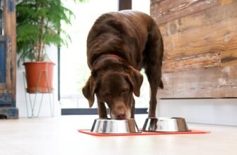 Вагітна собака: повнораціонне харчування до народження цуценят