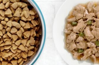 Який корм краще: сухий чи вологий?