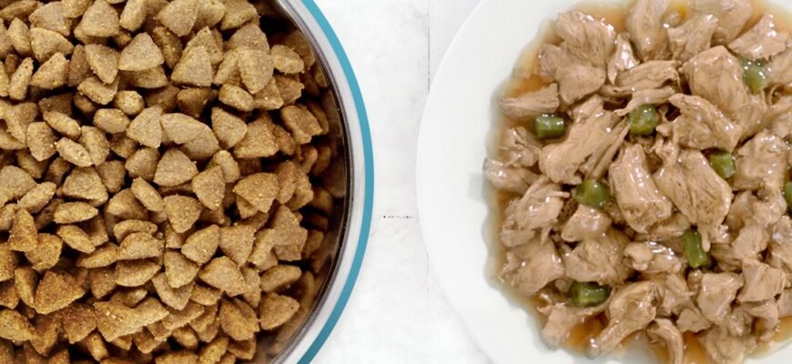 Який корм краще: сухий чи вологий?