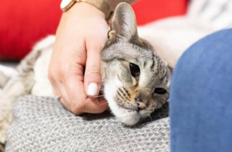 Заспокійливе для котів: що варто знати перед дорогою чи у стресових ситуаціях