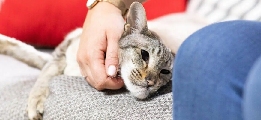 Заспокійливе для котів: що варто знати перед дорогою чи у стресових ситуаціях