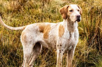 Кліщ у собаки: симптоми, видалення та лікування після укусу