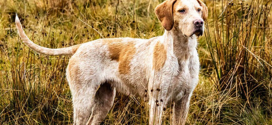 Кліщ у собаки: симптоми, видалення та лікування після укусу