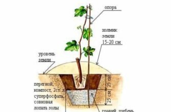Як самостійно виростити саджанці винограду: покрокова інструкція