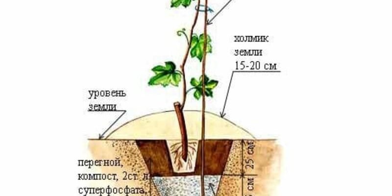 Як самостійно виростити саджанці винограду: покрокова інструкція