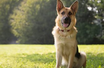 Чутлива травна система у собак і їхні харчові потреби