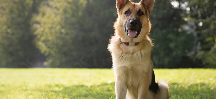 Чутлива травна система у собак і їхні харчові потреби