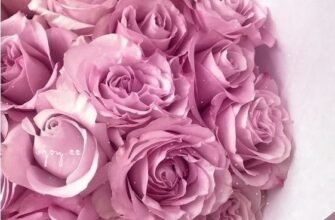 Сестричка, з днем народження! Добра, світла і любові, променистих усмішок бажаю тобі!