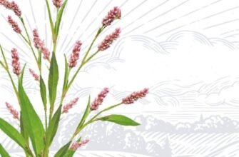 Що таке крейдований папір: властивості, види та застосування