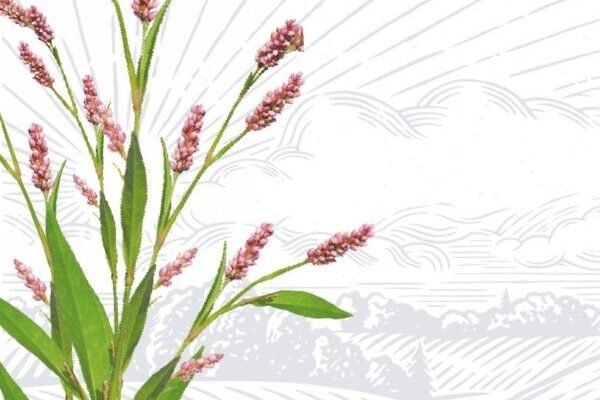 Що таке крейдований папір: властивості, види та застосування