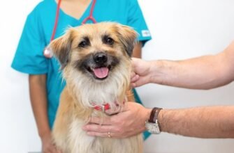 Проблеми зі шкірою та захворювання шкіри у собак