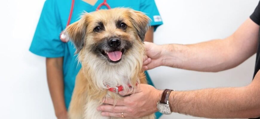 Проблеми зі шкірою та захворювання шкіри у собак