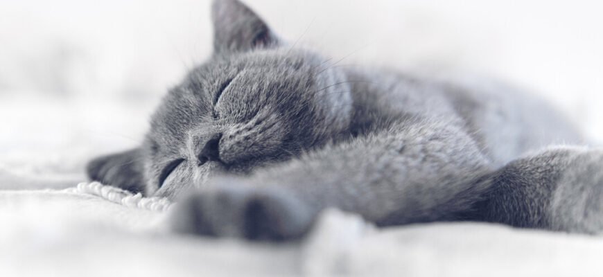 Організація сну для кошеняти в першу ніч вдома