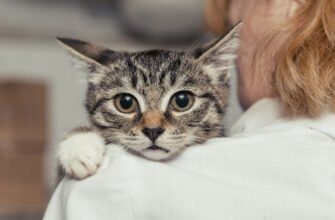 ​Лімфома у котів