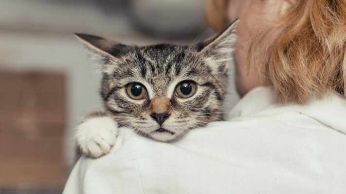 Лімфома у котів Лімфома у котів