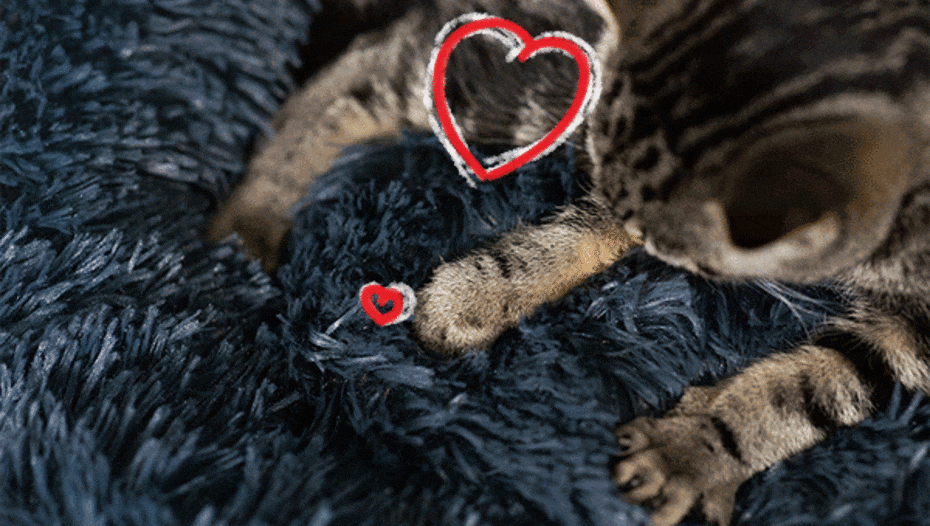 кіт мне лапами ковдру