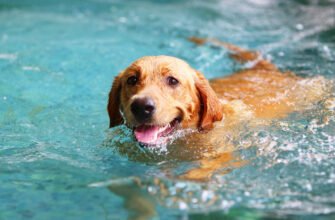 Як навчити собаку плавати?
