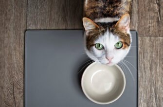 Чи можна котам їсти авокадо?