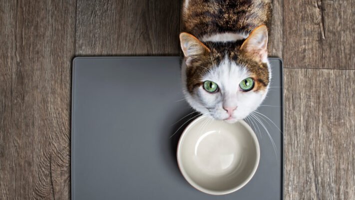 Чи можна котам їсти авокадо? Чи можна котам їсти авокадо?