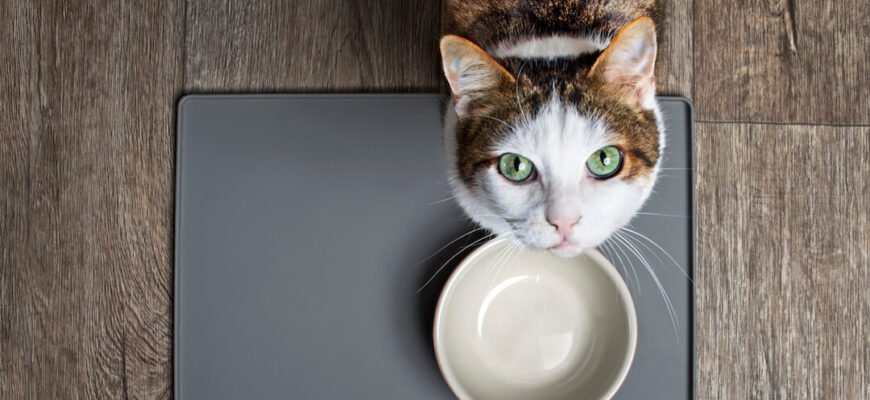 Чи можна котам їсти авокадо?