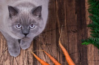 Чи можна котам їсти моркву?