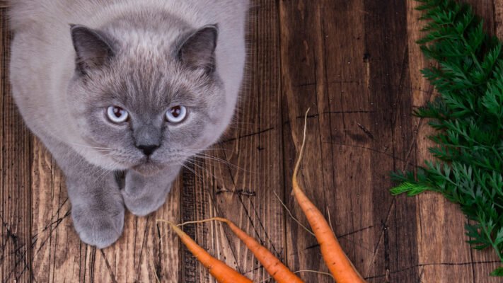 Чи можна котам їсти моркву?