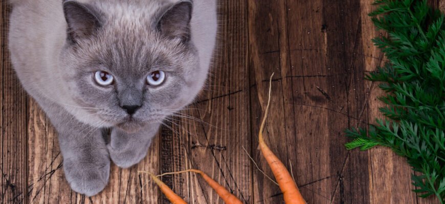 Чи можна котам їсти моркву?
