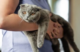 Коліт у котів: причини, симптоми та лікування